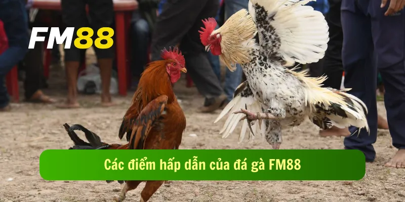 Các điểm hấp dẫn của đá gà FM88