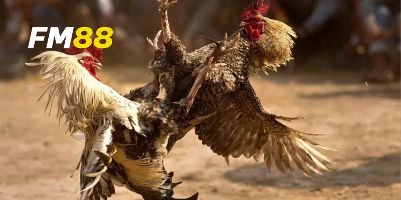 Giới thiệu về đá gà tốc độ FM88