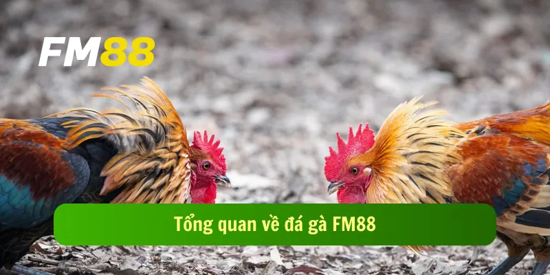 Tổng quan về đá gà FM88