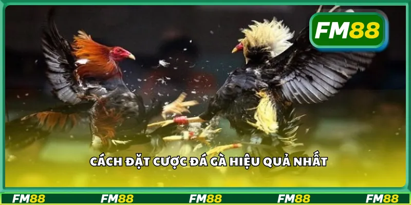 Cách đặt cược đá gà hiệu quả nhất