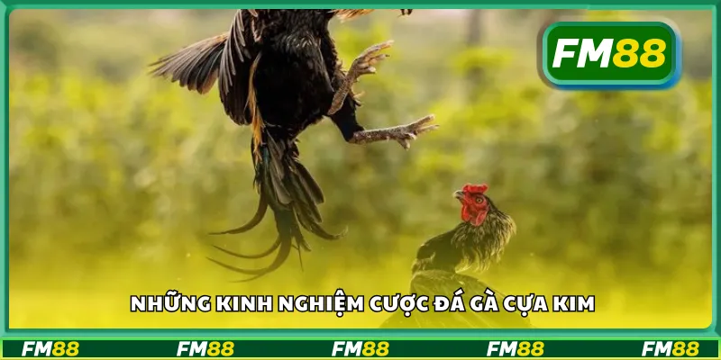 Những kinh nghiệm cược đá gà cựa kim