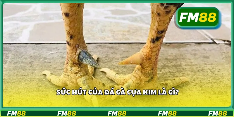Sức hút của đá gà cựa kim là gì?