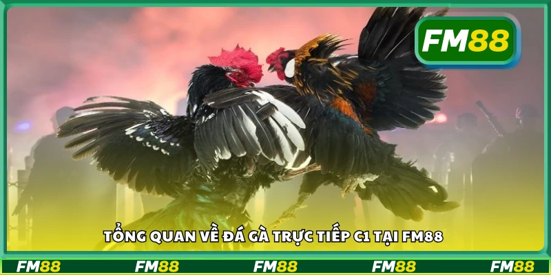 Đôi nét về đá gà trực tiếp C1 tại FM88