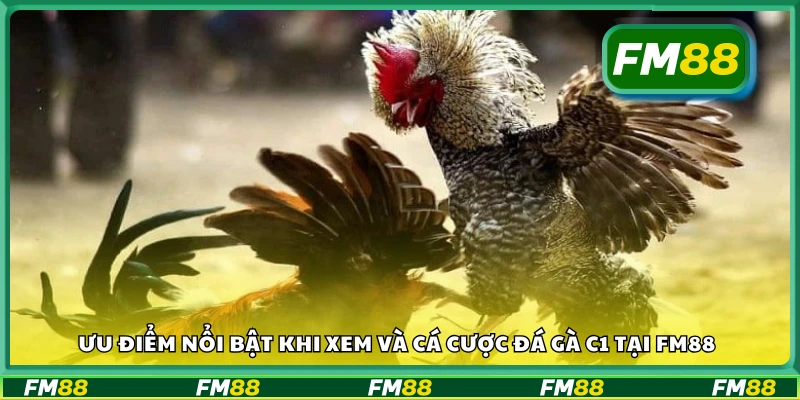 Ưu điểm nổi bật khi xem và cá cược đá gà C1 tại FM88