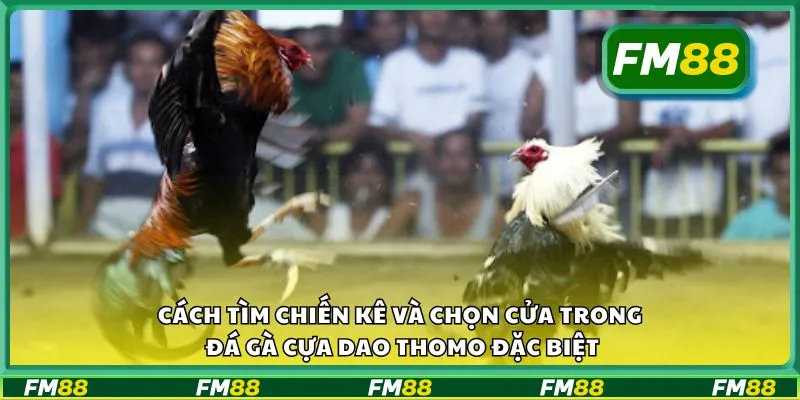 Cách tìm chiến kê và chọn cửa trong đá gà cựa dao Thomo đặc biệt