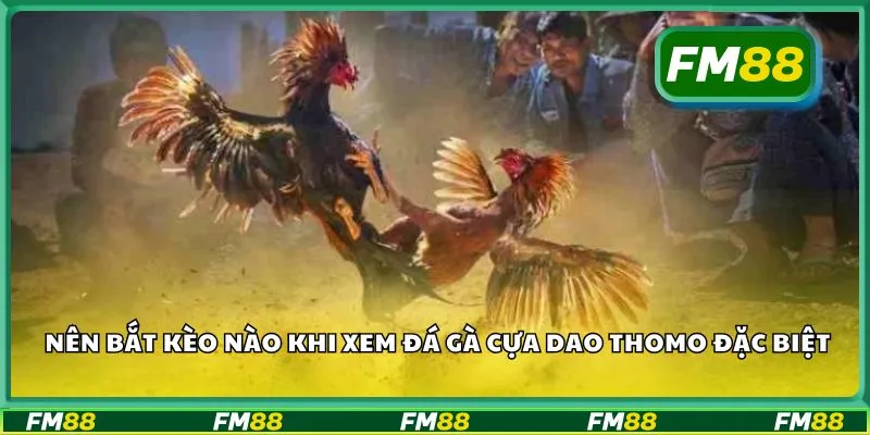 Nên bắt kèo nào khi xem đá gà cựa dao Thomo đặc biệt