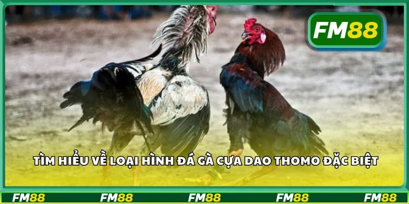 Tìm hiểu về loại hình đá gà cựa dao Thomo đặc biệt