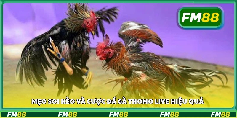 Kinh nghiệm đặt kèo đá gà thomo live dễ thắng